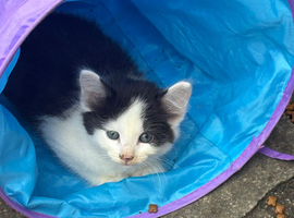 Farm raised kittens