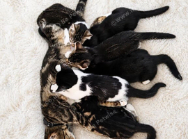 Adorable Kittens Looking new home