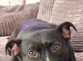 6 year old male staffy
