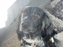 Merle cocker spaniel