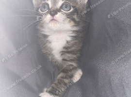 8 week old tabby kitten