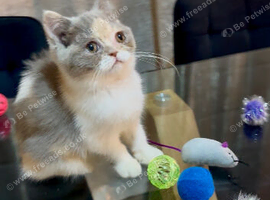 1 British shorthair 1 Persian