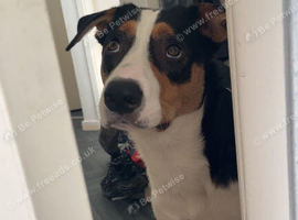 Border collie/cattle dog