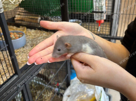 Fancy and dumbo rats new  litters 24/8 ready
