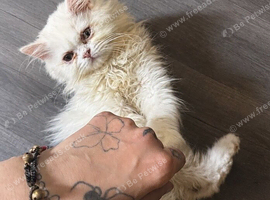 Male White Persian Chinchilla