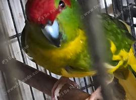 Kakarike