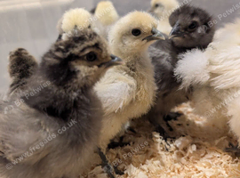 Silkie Chickens for sale