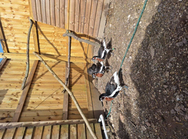 Trio of Red Breasted geese