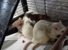 3 female rats and cage and accessories