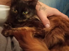 Beautiful Maine Coon Kitten &ndash; Female &ndash; Ready Now