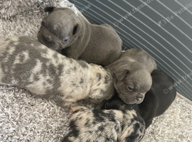 French bulldog Puppys