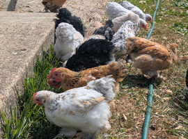 Beautiful pekin bantam female growers