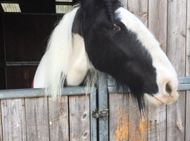 Looking for cob/coloured type horse