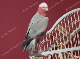 Baby galah cockatoo