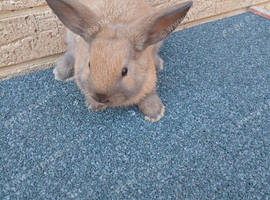 Lop lionheads