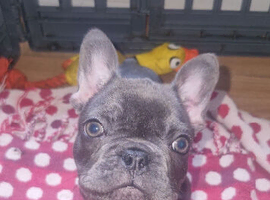 French bulldog boy