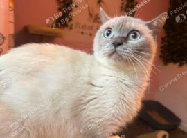 Bsh female and kittens