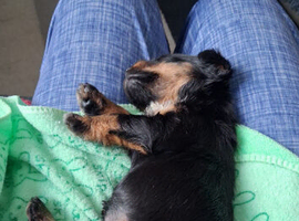 Patterdale lakeland terrier