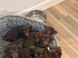 KC REGISTERED MINIATURE DACHSHUND