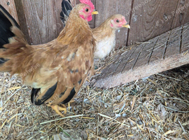 Serama Pair 4 months old