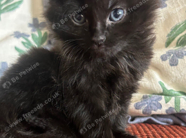 Cute little fluff ball looking for a new home