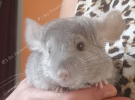 Chinchilla Baby Boy for sale in Feltham TW13.