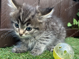 LAST GIRL MAIINE COON X SIBERIAN FOREST CAT