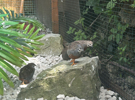 Chinese quail