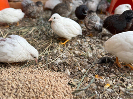 Adult button quails