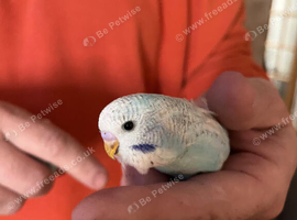 Baby Budgies.