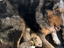 2 collie pups for sale. Male and female