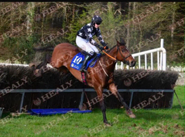 17hh irish NH gelding