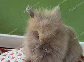 Lovley lionhead babies  for 5* homes