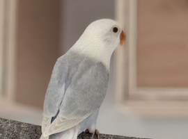 Fischer lovebirds various mutations