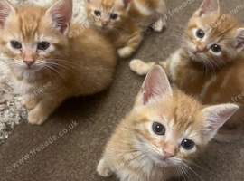 Ready now 4 x gorgeous boy ginger kittens