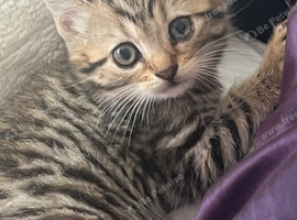 British shorthair x