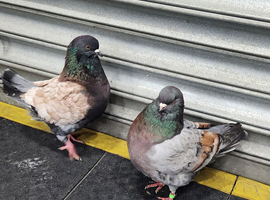 Modena pigeons