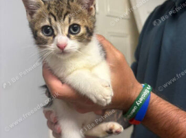 Male tabby kitten