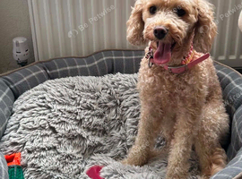 Cavapoochon