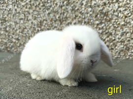 mini lop rabbit