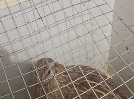 Female red pansy 8 weeks old lay 1 egg  a day