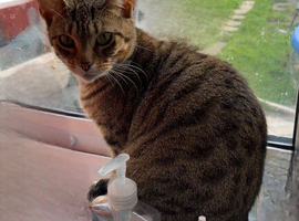 Half toyger half bengal