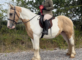 15.1/2H - 4Yo - Lemon & White - Gypsy Cob - Gelding - All Rounder