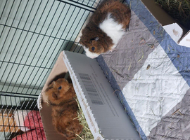 Bonded pair of male guinea pigs