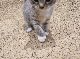 Mixed breed of ragdoll and tabby kitten