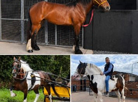 Rising 4 16hh mare