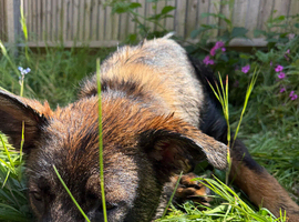 German shepherd x Malinois