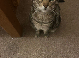 In-house cat-4 years old