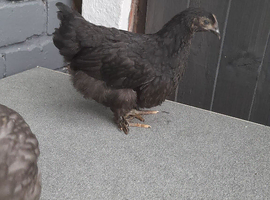 2 young bantam chickens