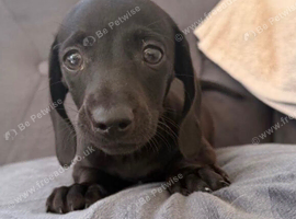 Black bitch and  dog